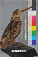 藏品(田鷸)的圖片